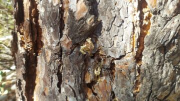 Preventing disaster in pine trees