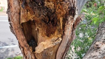 Rotten Tree Cavities