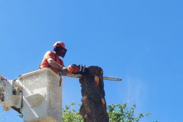 Tree Removal