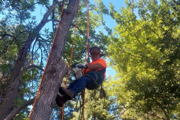 Tree Trimming