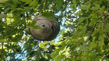 Summer Hazards: Hornets’ Nests